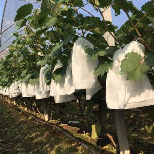 Covers 100Pcs AntiBird Breeding Bag Pest Control Against Insect Grape Protection Bags Protect Pouch Mesh Bag Garden Supplies