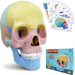 Puzzles anatomiczny model czaszki 17 części dziecięcego Anatomii Anatomia Puzzle Mini Human Medical Skull z kartą flash G240529