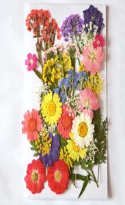 TYPR3 1SET 40 PCS Karışık kurutulmuş presli çiçek yaprakları Bitkiler Mücevher Kartpostal PO Çerçevesi için Herbaryum DIY8220108