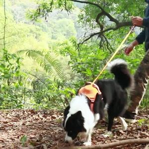 As coleiras para cães revolucionam as caminhadas do seu animal de estimação com a melhor trela retrátil automática integrada nas costas do peito - suprimentos perfeitos para animais de estimação S