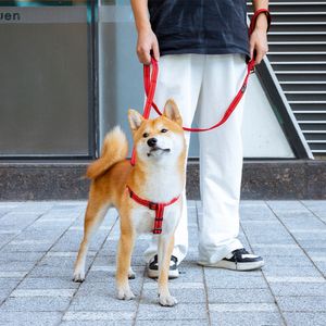 Hundhalsar kopplar koppel med handtag som kör husdjur bungee reflekterande dragkraft metall spänne valp stora hundar leveranser 230906