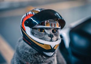 Dog Apparel Helm hewan peliharaan helm kucing anjing topi aman pelindung kepala Mini Outdoor sepeda motor aksesori alat peraga foto 230907