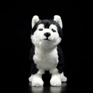 25cm Sibirya Husky Köpek Peluş Oyuncak W Kahverengi Mavi Gözler Yaşam Alaskan Alaskan Malamute Doldurulmuş Hayvan Oyuncakları Noel Hediyeleri LJ201126219Z