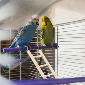 Andere Vogelzubehör Hamster Kletterleiter Hängende Vögel Spielzeug Käfig Papagei Holz Sittich Spielplatz