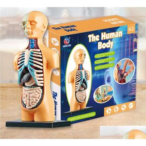 Educação precoce brinquedos humanos esqueleto modelo conjunto vapor biologia primária e secundária estudantes diy montagem manual quebra-cabeça gota entregar dh3pw