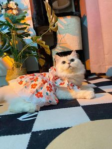 Cão vestuário verão flores quebradas vestido muppet azul e branco gato suspensórios macacão princesa roupas para animais de estimação saia rosa