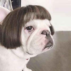 Köpek Giyim Pet Wig Komik Ayarlanabilir Kedi Kostüm Saç Kap Kıyafetleri Hayvan Doğum Günü Dekorasyon Ürünleri 230919