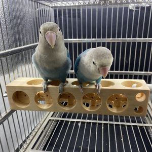 Inne zaopatrzenie ptaków do żucia zabawki papugi pułapki stojak na platformę szlifowanie na ukąszenia/trans