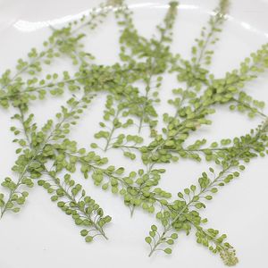 装飾的な花60pcsプレス乾燥レピジウムapetalum leaf plant herbarium for Jewelry電話ケースブックマークスクラップブック招待カード