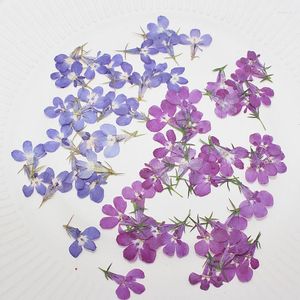 Dekoratif Çiçekler 60X Preslenmiş Kurutulmuş Mavi/Mor Lobelia Erinus Çiçek Bitki Mücevher Kartpostal Davetiyesi HERBARIUM