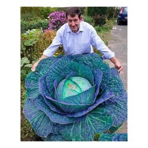 Gartendekorationen 100pcs/Bag Kohlblume Samen Bonsai seltene Pflanzen f￼r die Sementes de Gem￼se Raras K￼chenk￼che Speisen Gere Otx1z