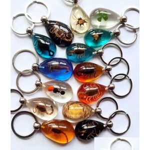 Keychains Bedanyards 15 PCs Real Scorpion Spider Crab Ant Ant Four Clover Drop Drop Taxchain Taxhain Taxidermy Undsity Inseto DHCVP