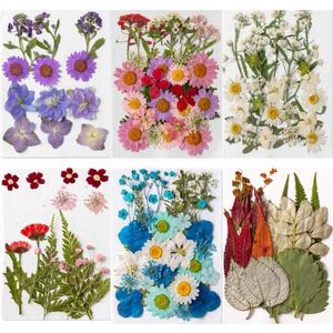 Flores decorativas plantas naturais folhas prensadas secas define a folha de flores secas prensa gepresste Blumen diy para enquadrões de jóias de resina de unhas