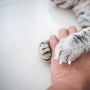 Hundbilsäte täcker katt nagelmössor mjuka tassar gummikatter färgglada husdjur tips kontroll skyddare grooming