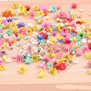 Fiori decorativi all'ingrosso 50 g / lotto testa di fiore secco piante margherita per collana pendente in resina epossidica creazione di gioielli fai da te nail art