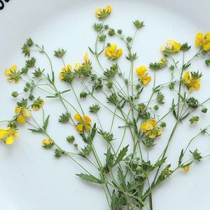 Dekorative Blumen 1Set gepresste getrocknete Potentilla Chinens Blume Herbarium für Schmuck Postkarte Lesezeichen Rahmen Telefonhülle Einladungskarte DIY