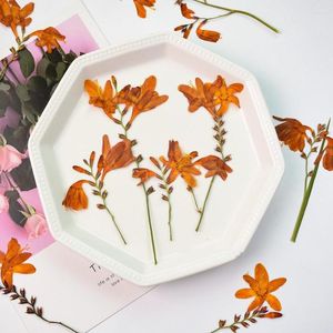 Decorative Flowers Pressed Dried Renanthera Coccinea Lour Flower Herbarium Jewelry Postcard Bookmark Frame Phone Case Face Makeup Lamp Card