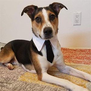 Dog Apparel Cute Necktie Adjustable Cat Grooming Tuxedo Bow Ties Pet Accessories