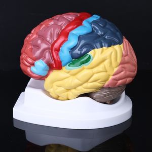 Other Office School Supplies Life Size Human Brain Functional Area Model Anatomy for Science Classroom Study 230130