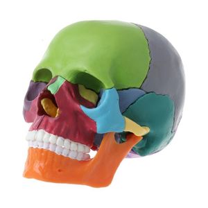 Inne zaopatrzenie w szkoła biurowe 15pcsset 4D Demontaż koloru czaszki Anatomiczny Model Odłączalny narzędzie do nauczania 230130
