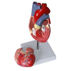 Andra kontorsskolan levererar Human Heart Model 2Part Deluxe Life Size Replica med 34 anatomiska strukturer som hålls samman magneter 230130