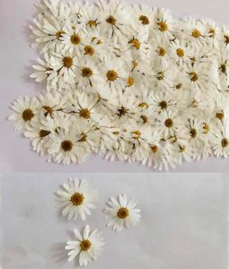 Decorative Flowers Real 120pcs Pressed Dried White Argyranthemum Flower Plants Herbarium For Epoxy Resin Jewelry Making Face Makeup Nail Art