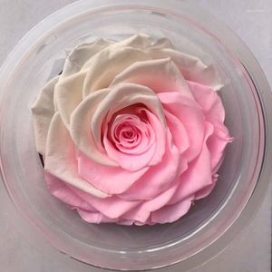 Kwiaty dekoracyjne 2pcs zachowany kwiat róży na zawsze nieśmiertelny o średnicy 8 cm Walentynki prezent wieczny życiowy pudełko materialne