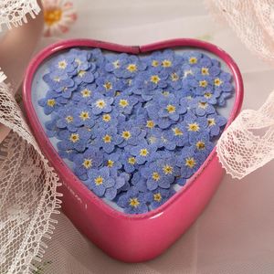 Dekorativa blommor yunzhi torkad blomma myosotis sylvatica diy dropplim pressad nagelkonst tvålljus papper som gör handgjord dekoration