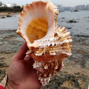 Ganci rotaie grandi gusci di mare naturali campione di conchiglia da spiaggia per pesca di pesce reta