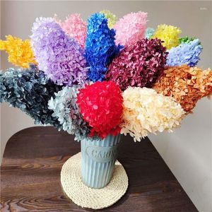 Flores decorativas de 12-18 cm de cabeça seca real preservada de folhas grandes e eternas de ramo de ramo eterno viburnum macrocefalum hortênsias