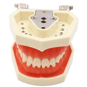 Andere Mundhygiene -Zahnmodell -Zähnemodell -Zahnfleischzähne unterrichten Modell Standard -Zahntypodont -Modelldemonstration mit abnehmbarem Zahn 200H 230815