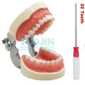 その他の経口衛生歯科32取り外し可能な柔らかい歯茎歯モデル歯科医ベニア歯準備矯正学生経口ティーチング練習製品230815
