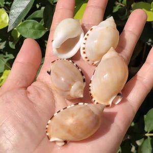 Decorative Objects Figurines Natural Rare Conch Shells Hermit Crabs Replacement Shells Aquariums for Landscaping and Decoration.Collection of Specimens 230815