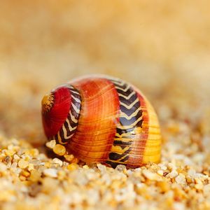 Obiekty dekoracyjne figurki 5pcs morska skorupa naturalna czerwona mini -mała kolekcja małej konch Hermit Crab Shell Zmiana dekorowania akwarium ROZPOCZĘCIE WINTAGE 230815