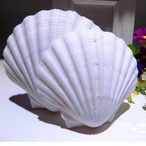 Decorative Objects Figurines 6pcs natural white Conch sea shell white scallop shell for fish tank decoration or gift 230816