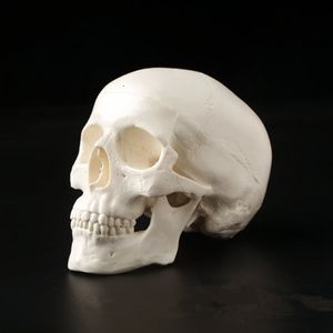 Objetos decorativos Figuras PVC Mini crânio Human Anatomical Anatomy Head Modelo