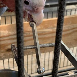 Andra fågelförsörjningar som tuggar Bite Toys Parrot Toy för Parakeet Small - Stora fåglar