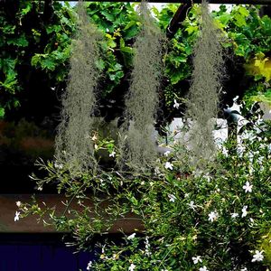 Декоративные цветы, висящие моховые ландшафтные растения в горшках