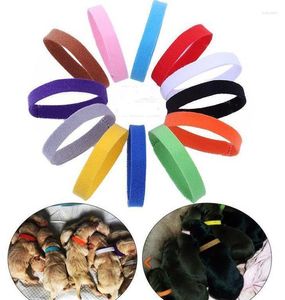 Dog Tag Puppy ID Collar Identification Collars Band For Whelp Kitten Pet Cat Velvet Practical 12 Colors SN3321