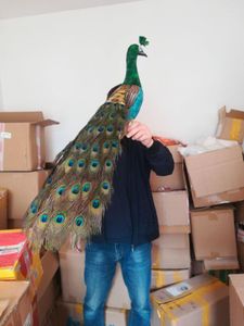 Gartendekorationen Schöne echte Pfau -Peacock -Modell Foamfedergrün Vogel Geschenk ungefähr 80 cm d0034