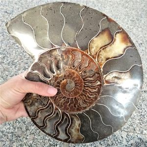 Decorative Figurines Huge Size 1 Pair 2 Pieces Ammonite Fossil From Madagascar Conch About 20 Cm Diameter