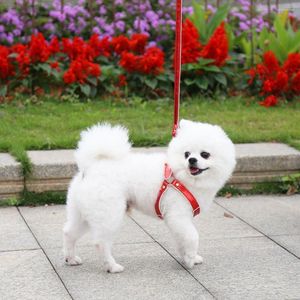 Obroże dla psów trwały pasek klatki piersiowej, który nie ma poślizgu PET dostarcza trakcję smyczy do chodzącego liny