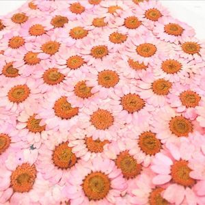 Decorative Flowers Epoxy Resin 12 Pcs Natural Plants Pressed Press Dried Daisy Dry Nail Art Phone Decoration Making Crafts DIY Accessories