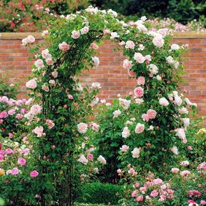 Decorazione per feste Forniture per giardino pastorale fai-da-te Pergola Supporto per fiori Matrimonio Compleanno Arco Sfondo Arrampicata