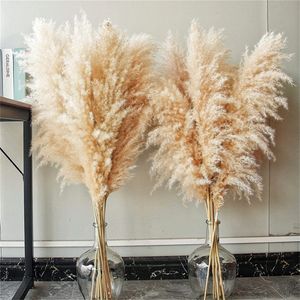 Dekorativa blommor kransar 80-140 cm Pampas gräs Stor hög xxl fluffig pampas torkad blommor boho dekor växt för vas hem bröllop dekor blommor arrangemang 230313