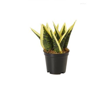 Flores decorativas Plantas artificiais Sansevieria Snake Plant in Plate Platted Indoor Home Table Decoration 14cm