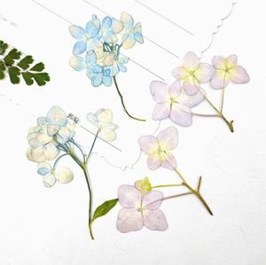 Dekoratif Çiçek Çelenkleri 120pcs Kurutulmuş Preslenmiş Çok Başlı Hedrojeas Çiçek Saplı Bitki Mücevher Kartpostal İÇİN HERBARIUM