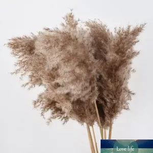 Partihandel 30st Pampas Grass Decor Pampa Tall Natural Large Fluffy Brown Stems For Flower Arrangements Wedding Home Beige