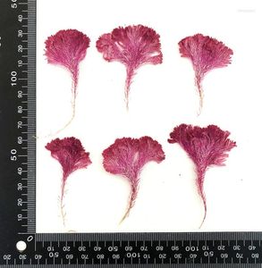 Decorative Flowers Pressed Dried Celosia Flower Plant Herbarium For Nail Art Make Up Jewelry Po Frame Bookmark Phone Case Card DIY