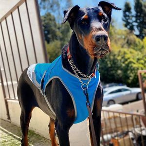 Gilet Nuovi vestiti estivi per animali Chill Seeker Gilet per cani di raffreddamento per cani di piccola taglia Arcobaleno Fresco Bulldog francese Gilet Escursione all'aperto